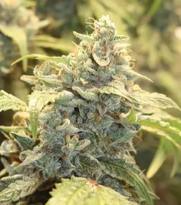 Auto Creme-Tasmo cannabis seeds