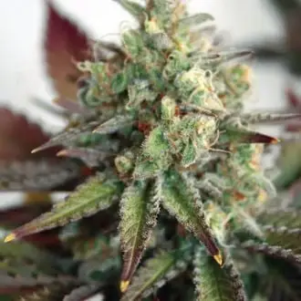 Auto Critical 2.0 XL cannabis seeds by Garden of Green