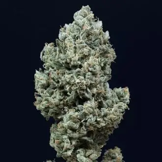 Auto Critical+ 2.0 cannabis seeds by Silent Seeds