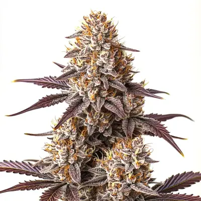 Auto Critical Bilbo cannabis seeds by Blimburn Seeds