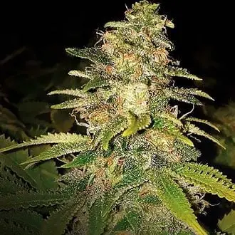 Auto Critical Blue cannabis seeds by Expert Seeds