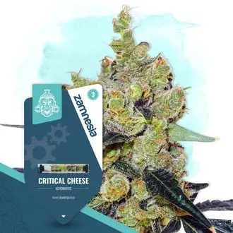 Auto Critical Cheese cannabis seeds by Zamnesia Seeds