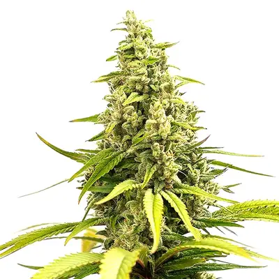 Auto Critical Cream Caramel cannabis seeds