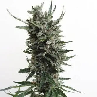 Auto Critical HOG cannabis seeds by T.H. Seeds