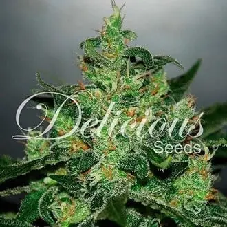 Auto Critical Jack Herer cannabis seeds by Delicious Seeds