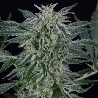 Auto Critical Jack cannabis seeds by Silent Seeds