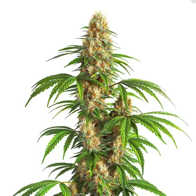 Auto Critical Kush cannabis seeds