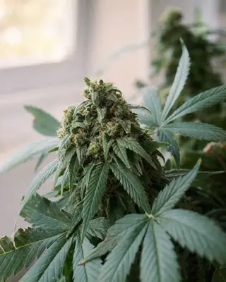 Auto Critical Mass CBD cannabis seeds