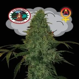 Auto Critical Mass cannabis seeds by Big Buddha Seeds