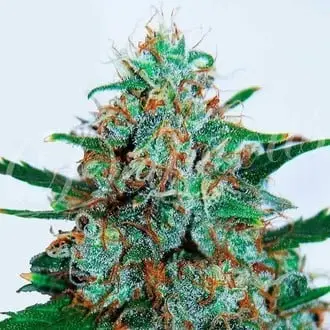 Auto Critical Neville Haze cannabis seeds by Delicious Seeds