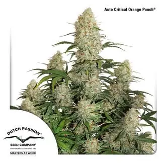 Auto Critical Orange Punch cannabis seeds by Dutch Passion
