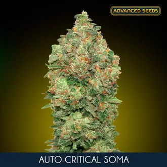 Auto Critical Soma cannabis seeds by Advanced Seeds