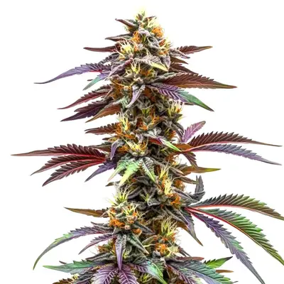 Auto Critical Sunset cannabis seeds by Blimburn Seeds