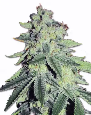 Auto Critical Thunder cannabis seeds