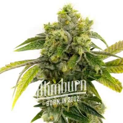 Auto Critical x AK47 cannabis seeds by Blimburn Seeds
