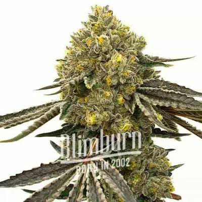 Auto Critical x Fast Bud cannabis seeds by Blimburn Seeds