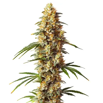 Auto Critical x Gorilla G4 cannabis seeds by Blimburn Seeds