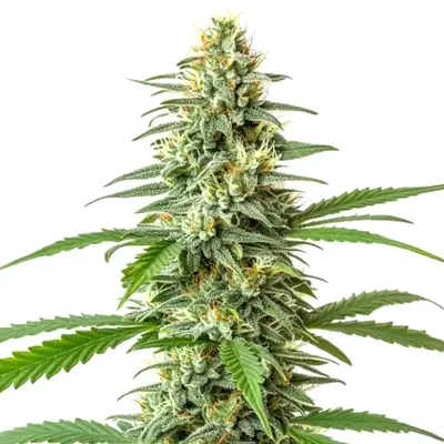 Auto Critical x Mazar cannabis seeds