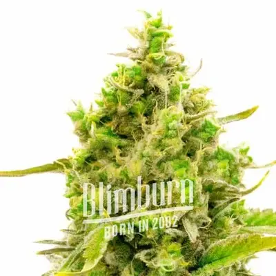 Auto Critical x No Name cannabis seeds