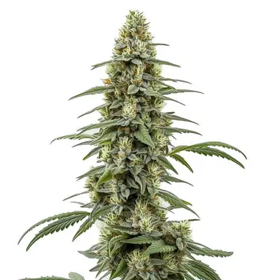 Auto Critical x Northern Light cannabis seeds