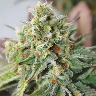 Auto Critical XXL cannabis seeds
