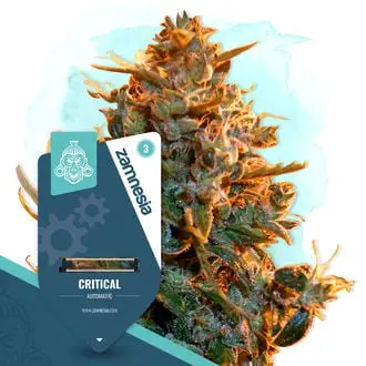 Auto Critical cannabis seeds by Zamnesia Seeds