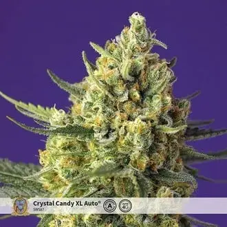 Auto Crystal Candy XL cannabis seeds by Sweet Seeds