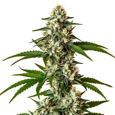 Auto Crystal Candy cannabis seeds by Blimburn Seeds