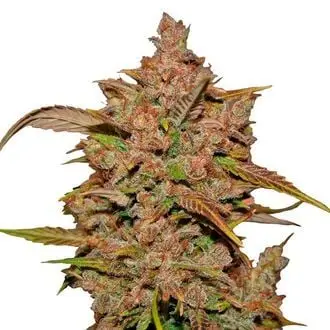 Auto Crystal Meth cannabis seeds by Fastbuds