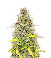 Auto Crystal WW cannabis seeds