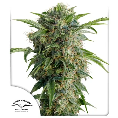 Auto Daiquiri Lime cannabis seeds