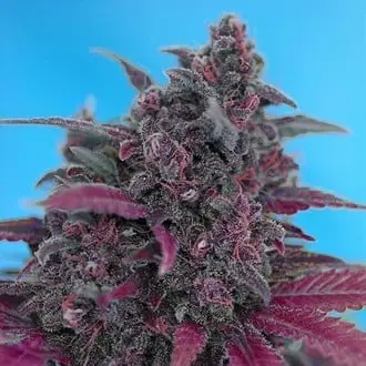 Auto Dark Devil cannabis seeds by Sweet Seeds