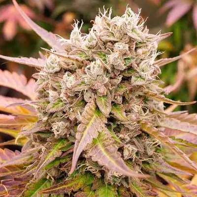 Auto Dark Lemonade cannabis seeds
