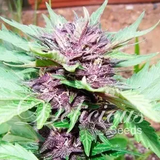 Auto Dark Purple cannabis seeds by Delicious Seeds