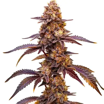 Auto Dark Star cannabis seeds by Blimburn Seeds