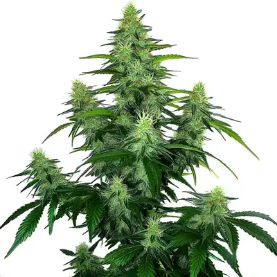 Auto Deelite cannabis seeds by Blimburn Seeds