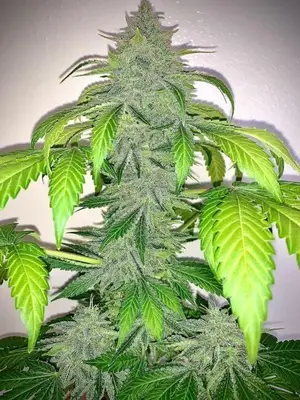 Auto Deez Nuggs cannabis seeds
