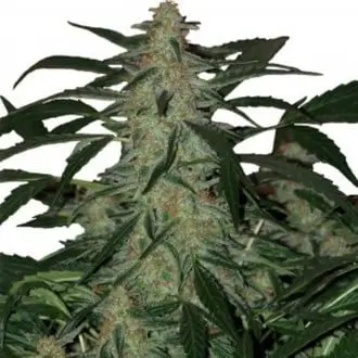 Auto Deimos cannabis seeds by Buddha Seeds