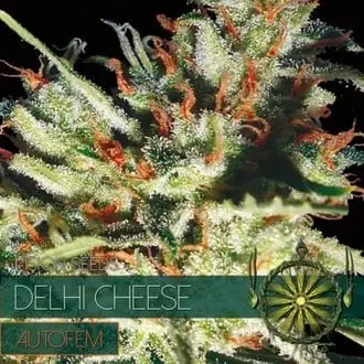 Auto Delhi Cheese cannabis seeds by Vision Seeds