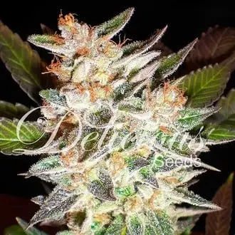 Auto Delicious Candy cannabis seeds by Delicious Seeds