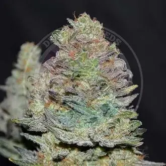 Auto Delicious Cookies cannabis seeds by Delicious Seeds