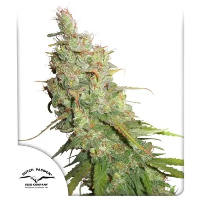 Auto Desfran cannabis seeds