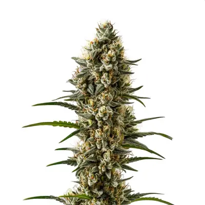 Auto Devil XXL cannabis seeds by Blimburn Seeds