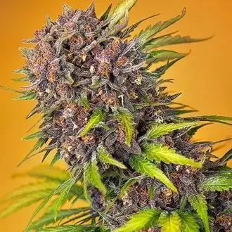 Auto Diablo Rojo XL cannabis seeds