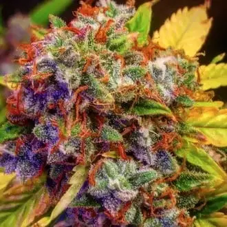 Auto Diablo XL cannabis seeds by BSB Genetics