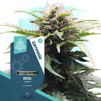 Auto Diesel cannabis seeds by Royal Queen Seeds