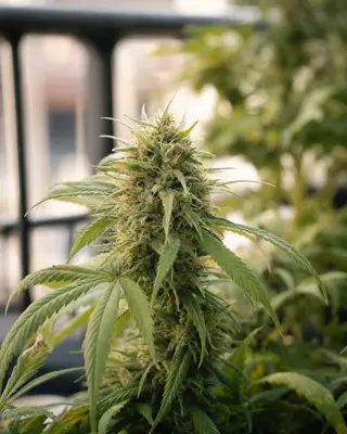 Auto Dinamed CBD cannabis seeds