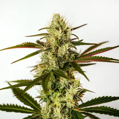 Auto Do Si Dos Autoflower F1 cannabis seeds