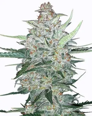 Auto Do Si Dos cannabis seeds