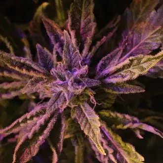 Auto Doctor's Choice 1 cannabis seeds